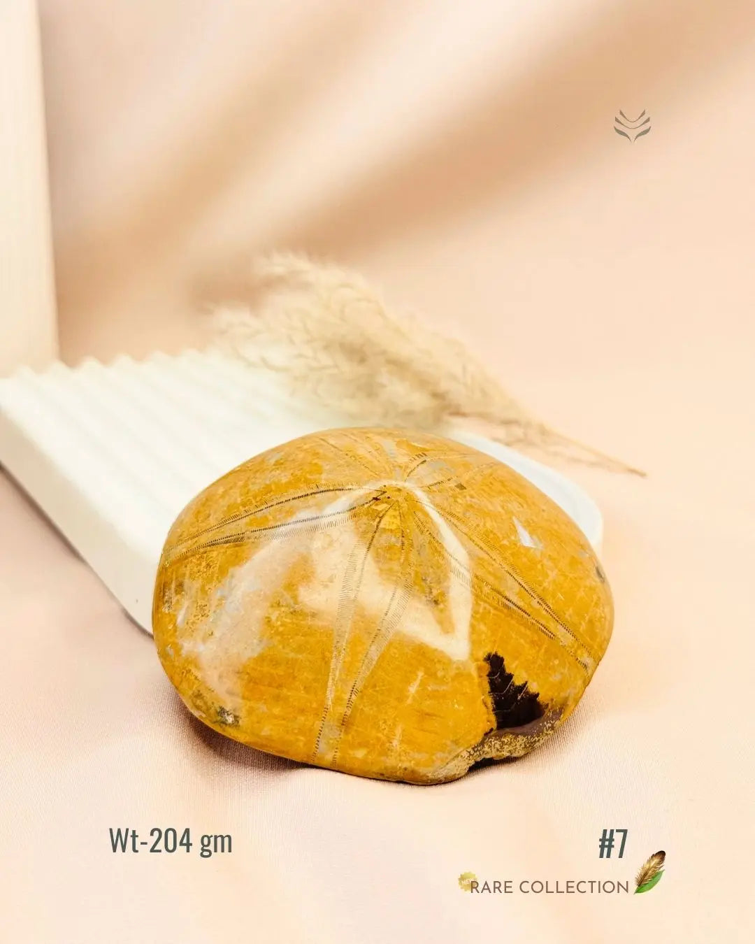 LightCoded Shield Against Envy - Sea Urchin 