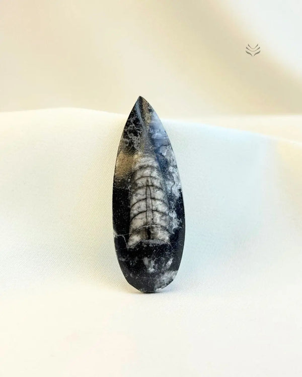 Orthoceras: The Kuber Stone (Small) 