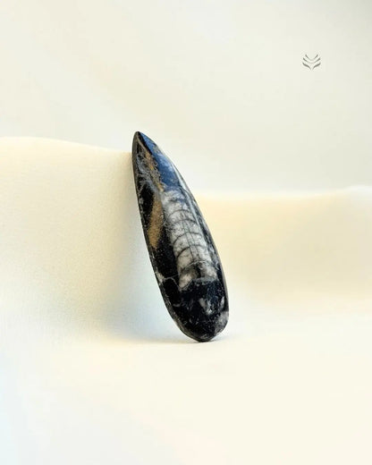 Orthoceras: The Kuber Stone (Small) 