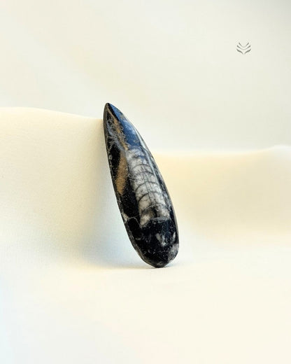 Orthoceras: The Kuber Stone (Small) 