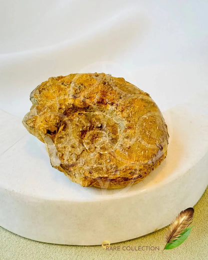 Past Lives Connection Ammonite Fossil