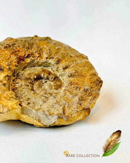 Past Lives Connection Ammonite Fossil