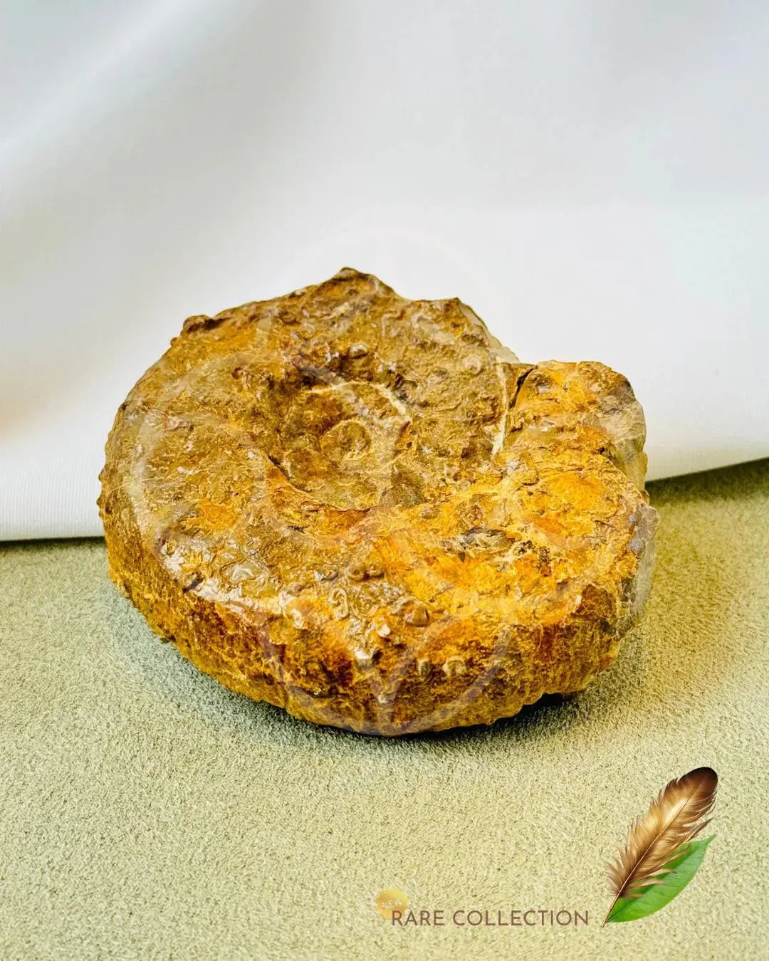 Past Lives Connection Ammonite Fossil