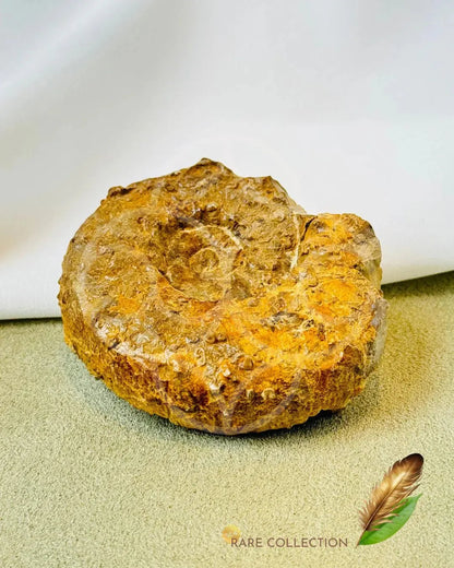 Past Lives Connection Ammonite Fossil