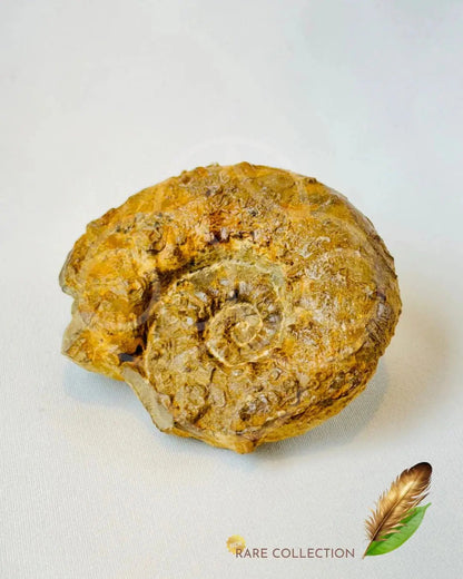 Past Lives Connection Ammonite Fossil