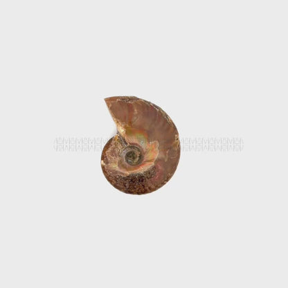 Karmic Release Opalised Ammonite #5