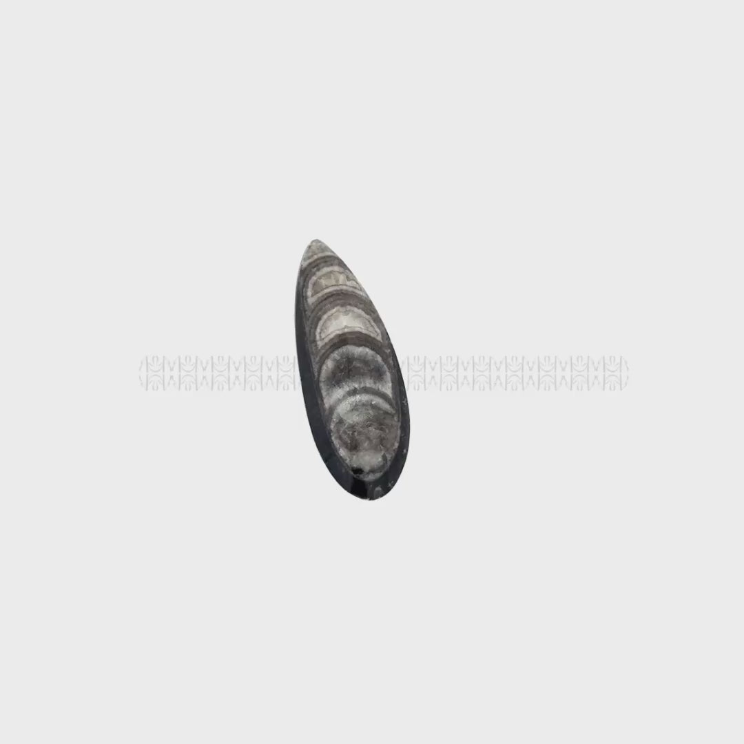 Orthoceras - The Kuber Stone (Big)