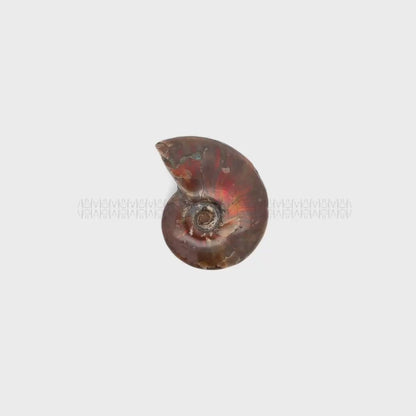 Karmic Release Opalised Ammonite #12