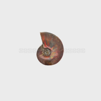 Karmic Release Opalised Ammonite #9