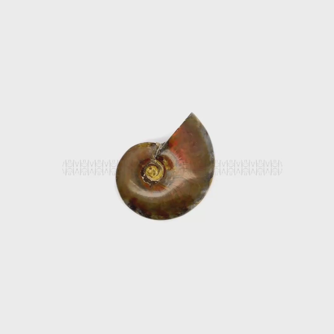 Karmic Release Opalised Ammonite #10