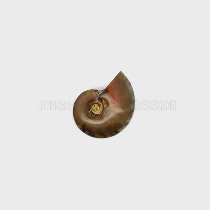 Karmic Release Opalised Ammonite #10